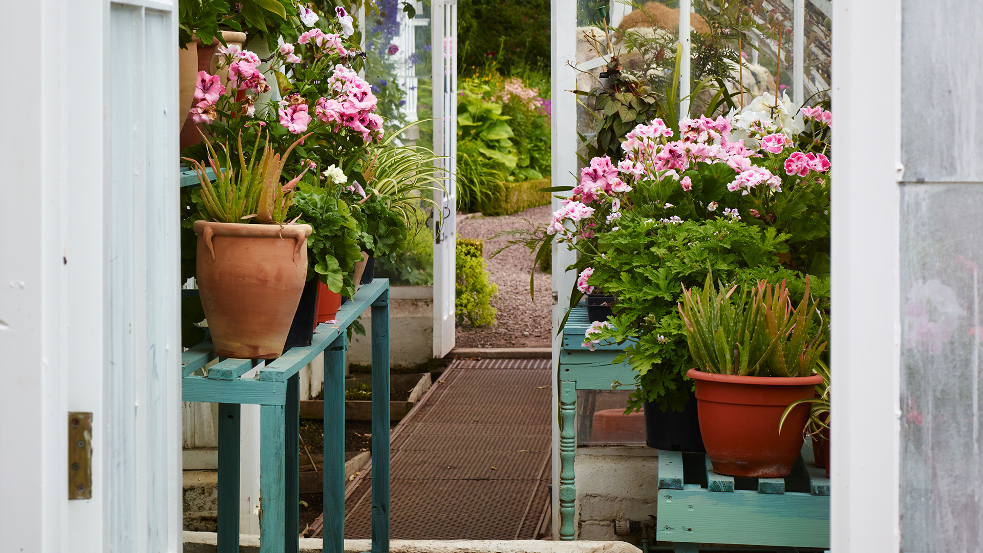 Inside a greenhouse with geraniums
