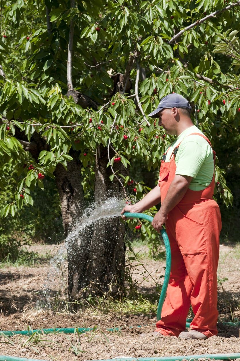 Gardener Watering A Cherry Tree