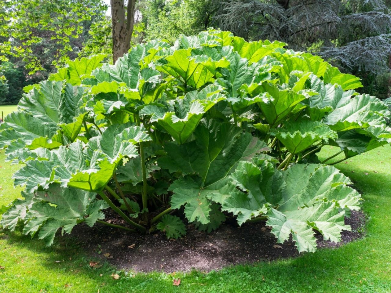 Large Leaved Gunnera Plant