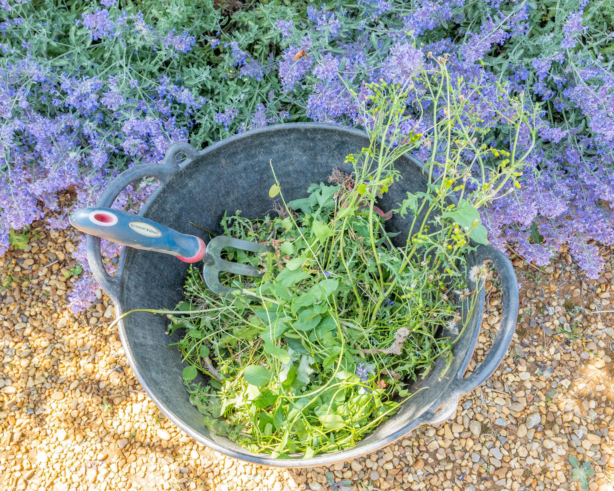 Weeds in bucket with hand fork