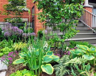 Hostas, alliums, ferns, and perennials in a front yard landscape