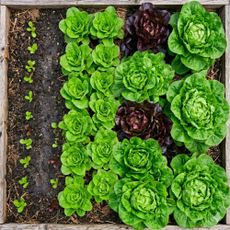 Rows of lettuce seedlings and plants in different stages of growth. Succession Planting.