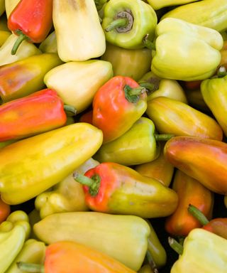 Gypsy peppers freshly harvested in summer