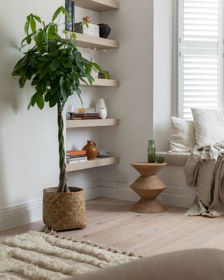 A neutral living space with floating alcove shelving and a large money tree in a woven basket