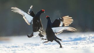 Two birds fighting on a stretch of snow in three-part nature documentary series, Wild Scandinavia 