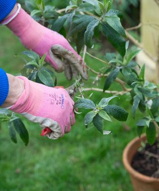 pruning a potted buddleja plant