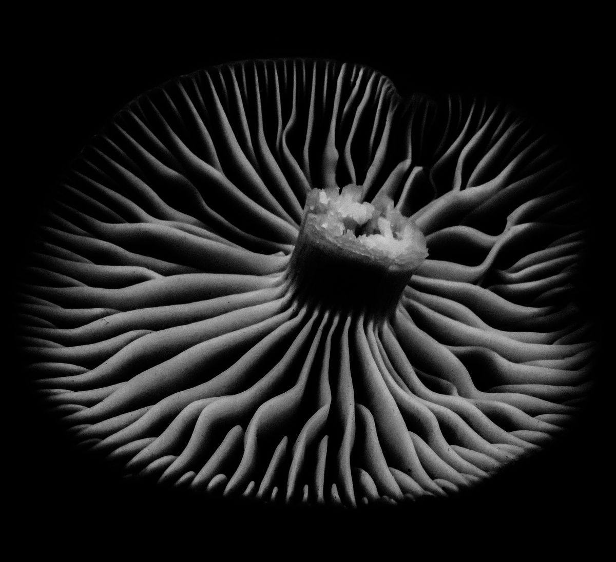 GuruShots - Powerful Black &amp; White Jan 26