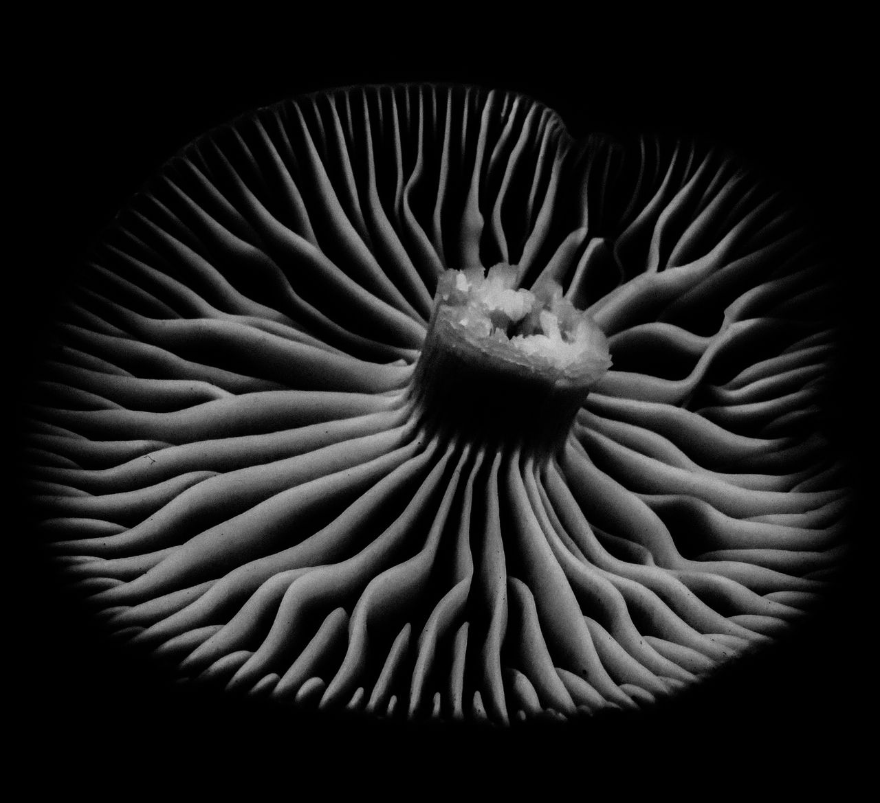 GuruShots - Powerful Black &amp; White Jan 26