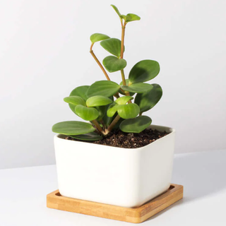 a Peperomia Hope 'Trailing Jade' plant in a square white pot