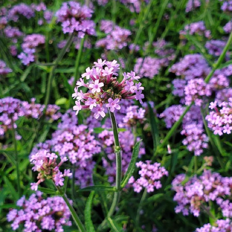 Lollipop Verbena
