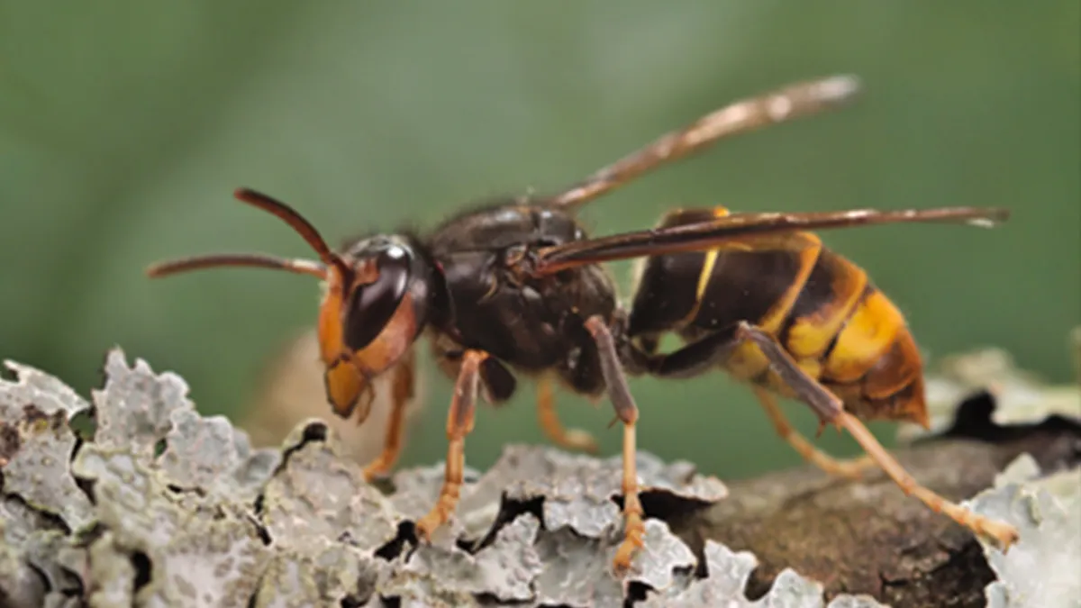 The invasive yellow-legged hornet, which preys on honey bees, has been spotted in Georgia for the first time.