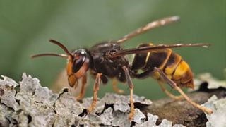 Closeup of yellow-legged hornet