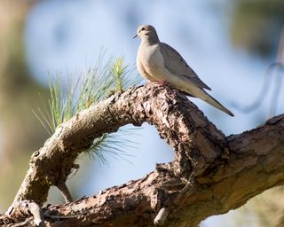 Mourning dove perched on branch