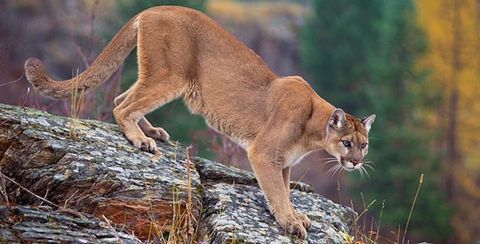 In Photos: Elusive Mountain Lions Come Out of Hiding | Live Science