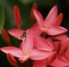 bmc photos, stingless bee