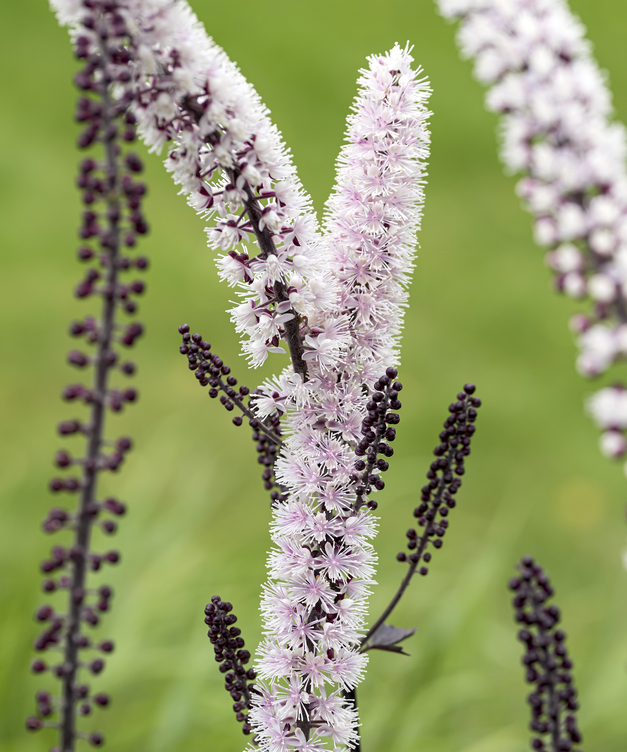 Actaea simplex 'Chocoholic'