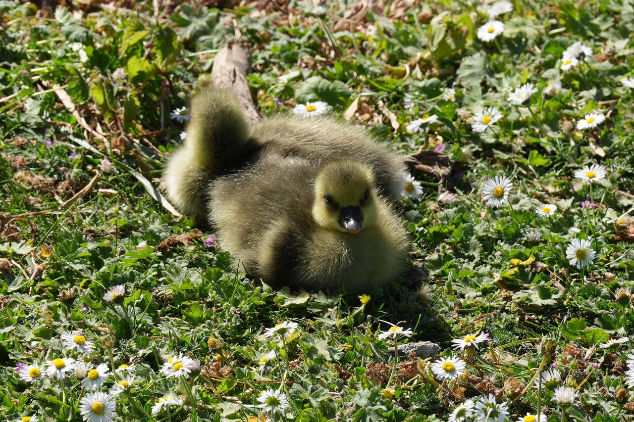 Close-up of a gosling lying among daisies in bright sunlight.