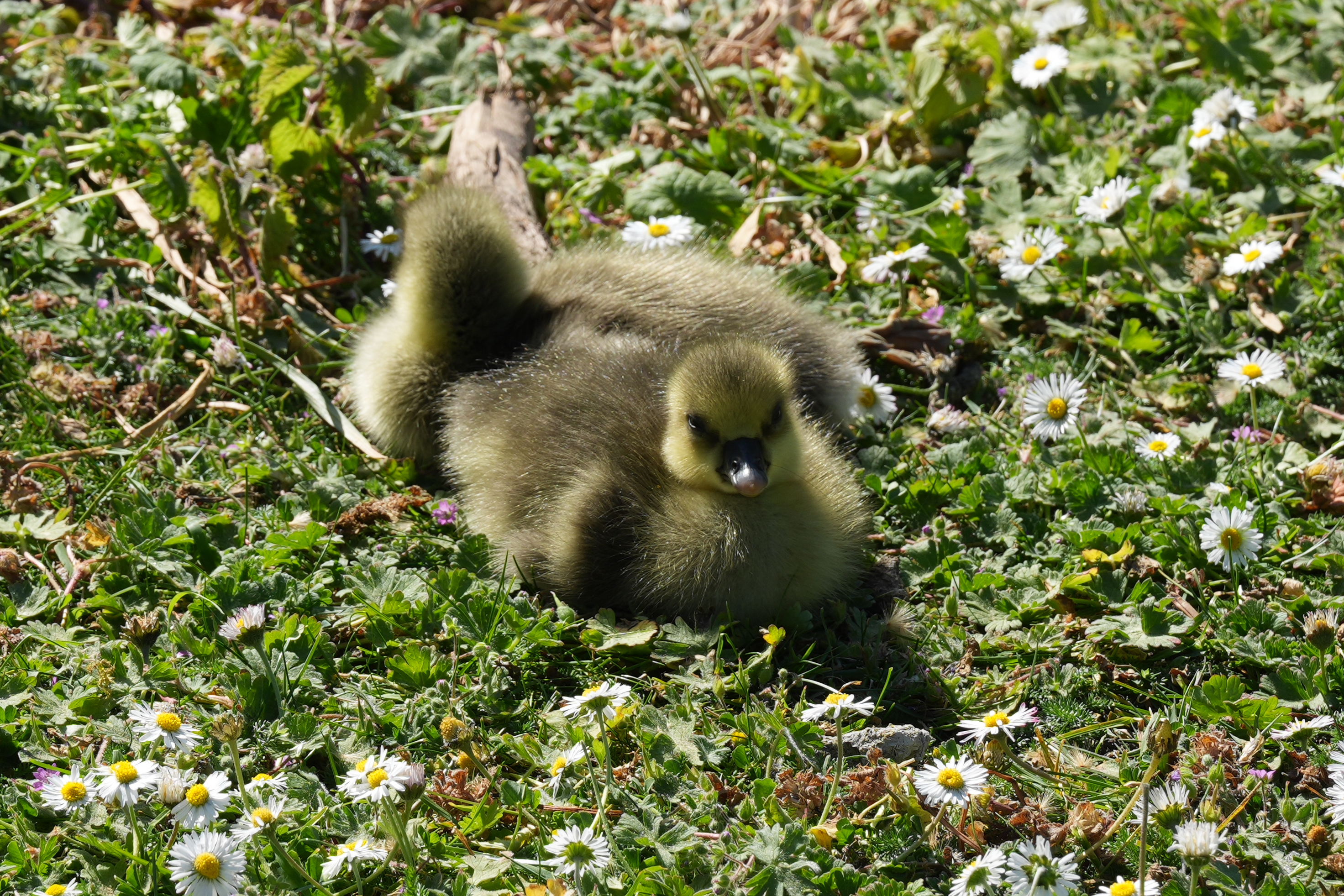 Close-up of a gosling lying among daisies in bright sunlight.
