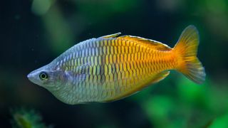 Boesemani Rainbowfish