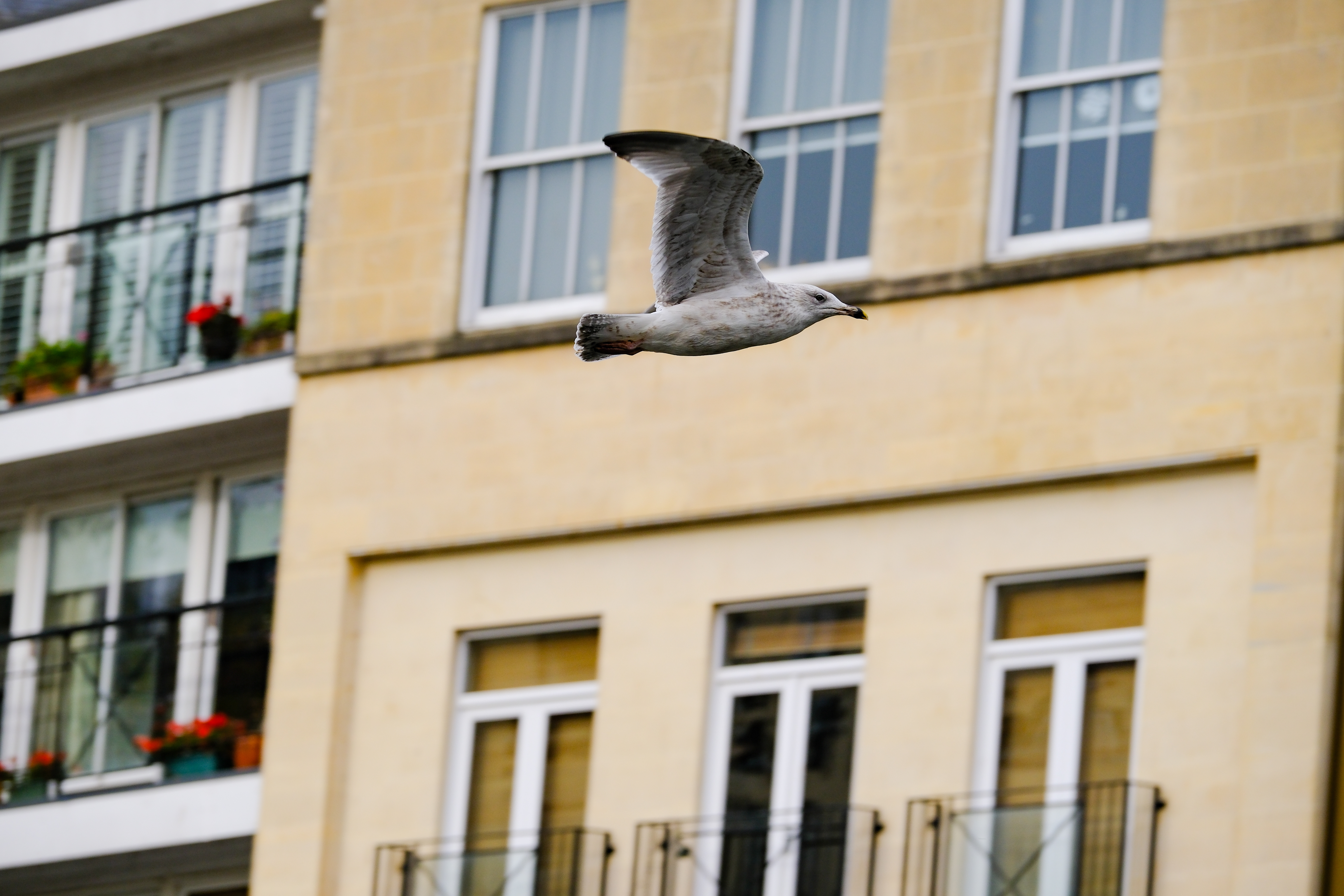 A photo of a seagull in flight, taken on the Fujifilm X-T30 III in high speed 20fps drive mode.
