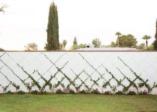 A trellis all over a white wall, illustrating cheap backyard ideas.