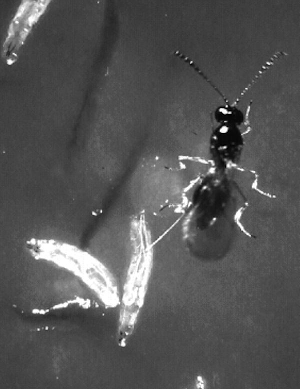 Flies Get Drunk to Kill Off Parasites - Live Science