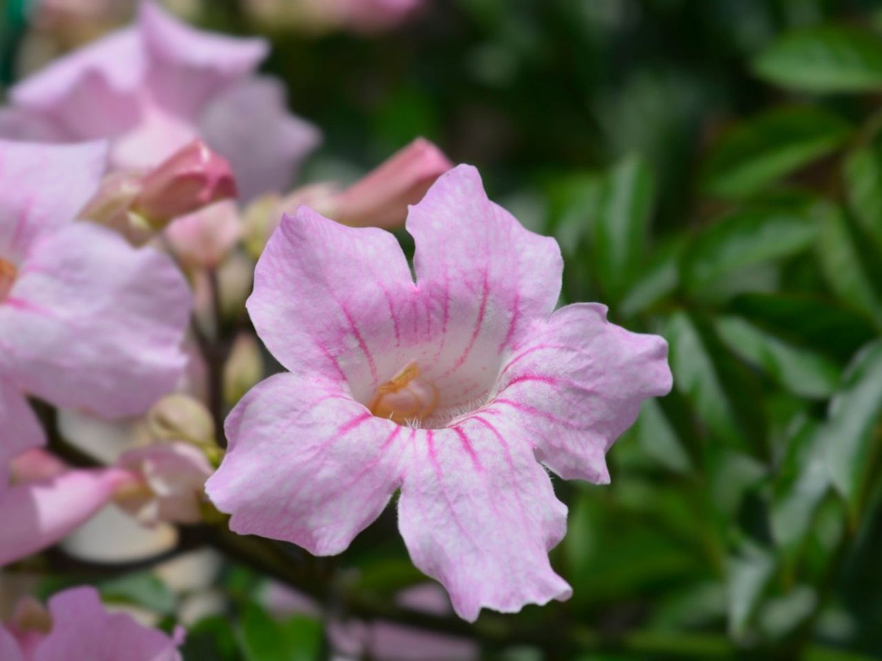 Pink Trumpet Vines