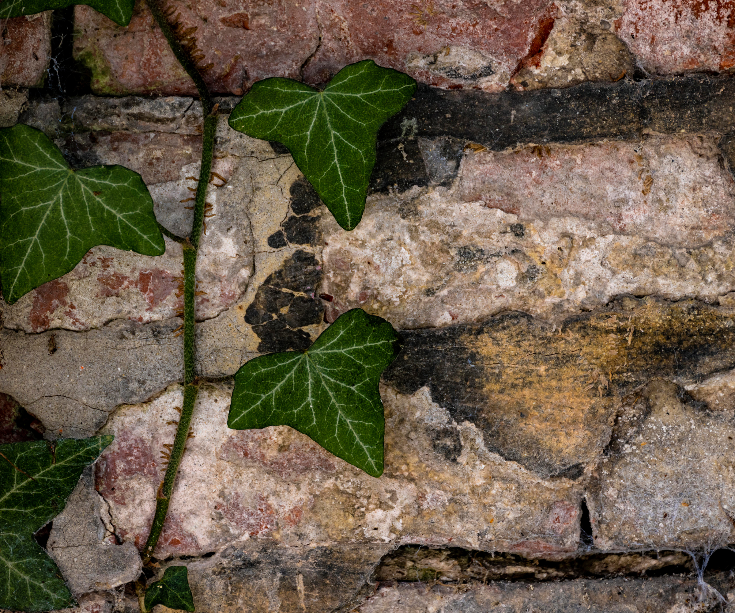 ivy on wall showing signs of damp
