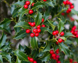 Our favourite festive flora can be toxic to our pets