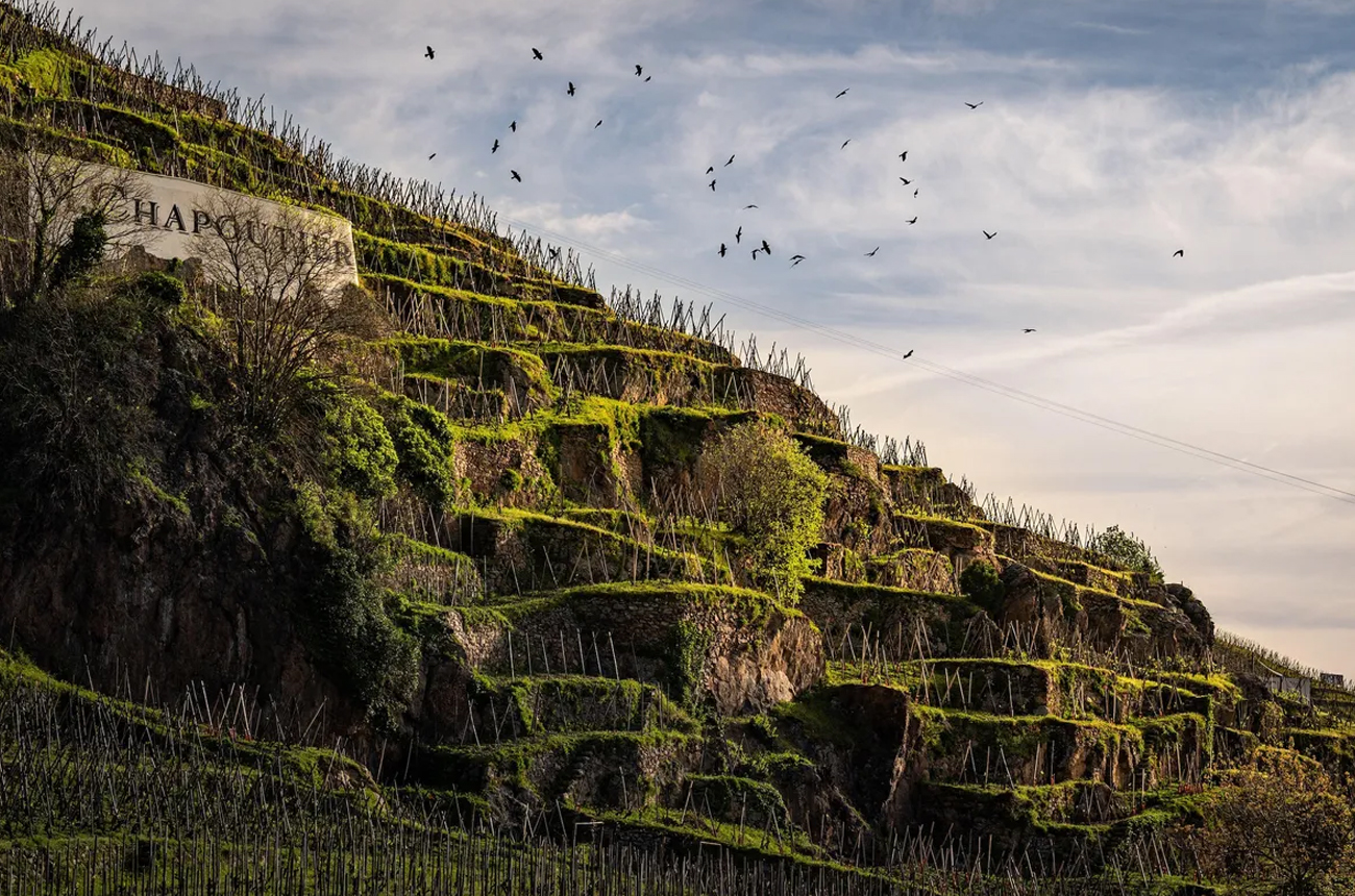 C&ocirc;te R&ocirc;tie vineyards