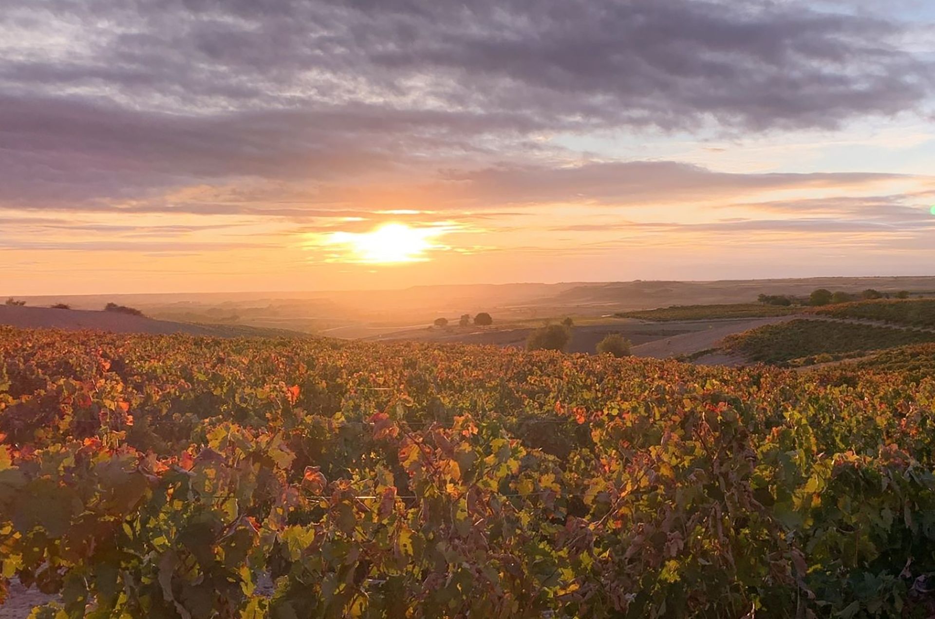Ribera del Duero vintage report: Brilliant wines of all hues