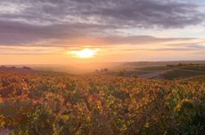Vineyard scenery