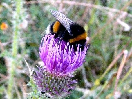 Male bumblebee on a flower