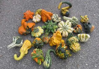 These Super Freaks gourds are called Gremlins and come in a multitude of shapes, textures and colors. Their shapes include stars, acorns, mushrooms and those with long, swan-like necks.