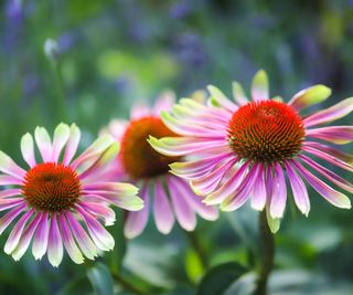 coneflower green twister flowers in bloom