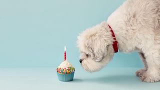 Dog with small birthday cup cake