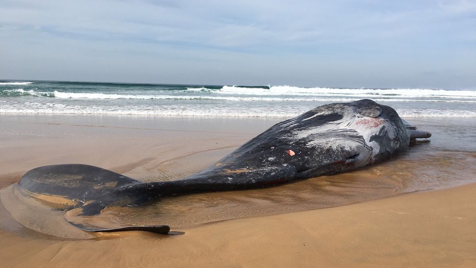 Beached sperm whale in Australia shows scars from tussle with a giant ...