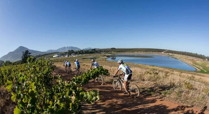 Riders make their way through the vineyards during stage 5