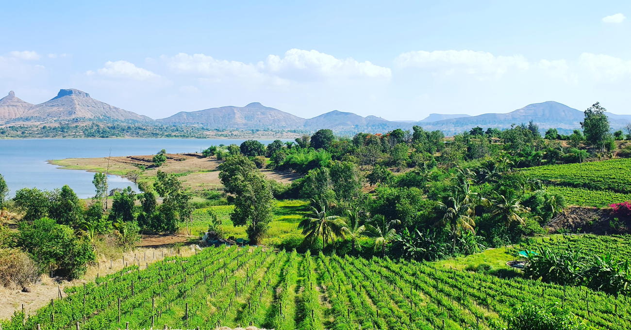 4.-Indian-vineyards-01.jpg