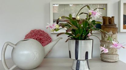 Pink and white flowering Christmas cactus houseplant in plant pot next to watering can