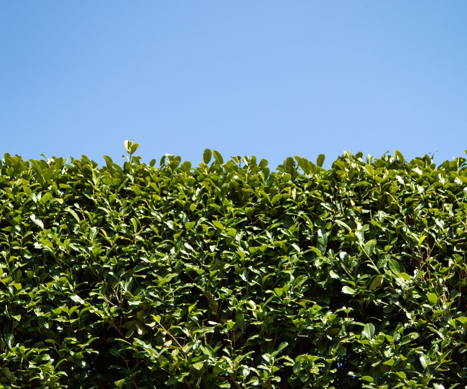How and when to prune laurel keep its growth in check Homes & Gardens
