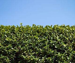 Looking up at a clipped laurel hedge