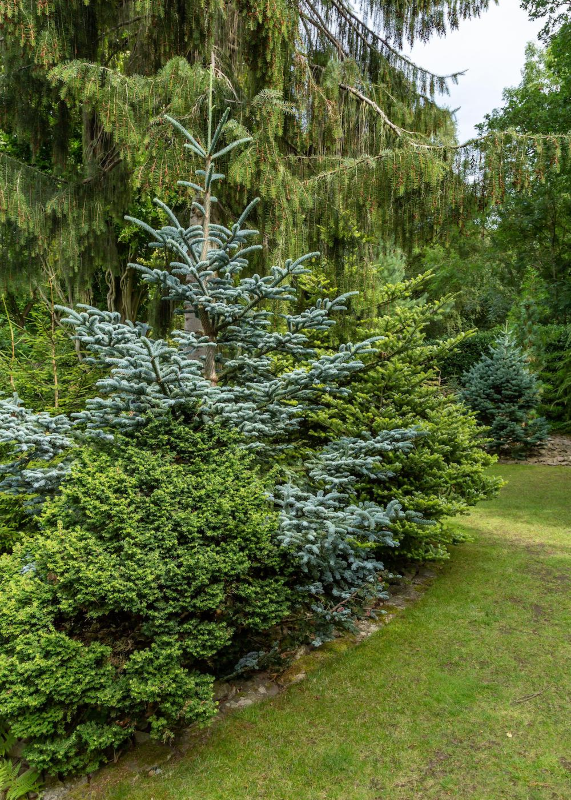 Norway spruce with other evergreen trees in a garden