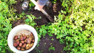 Someone harvesting potatoes with a shovel and collecting them in a bucket