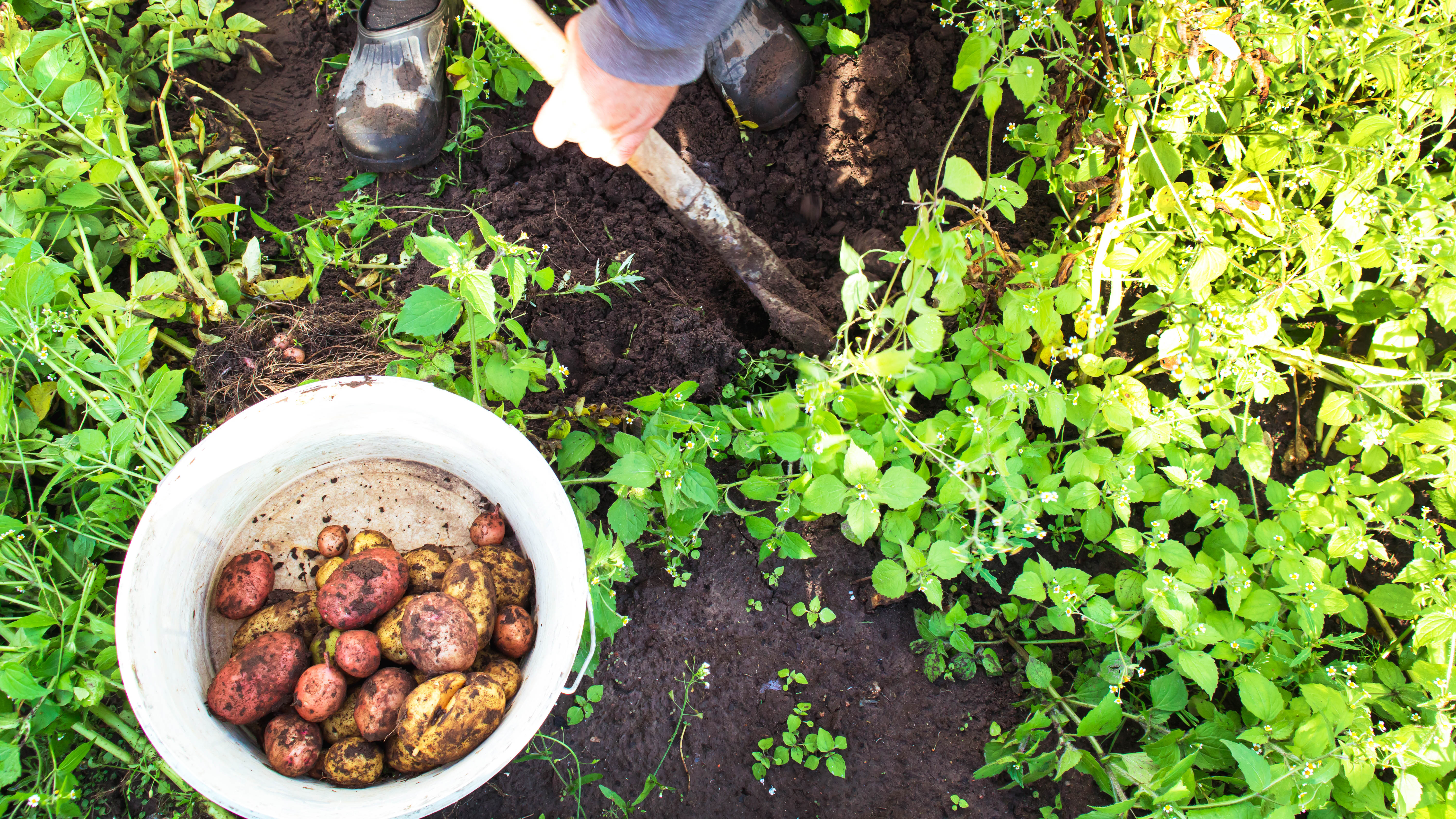 Someone harvests potatoes with a shovel and collects them in buckets