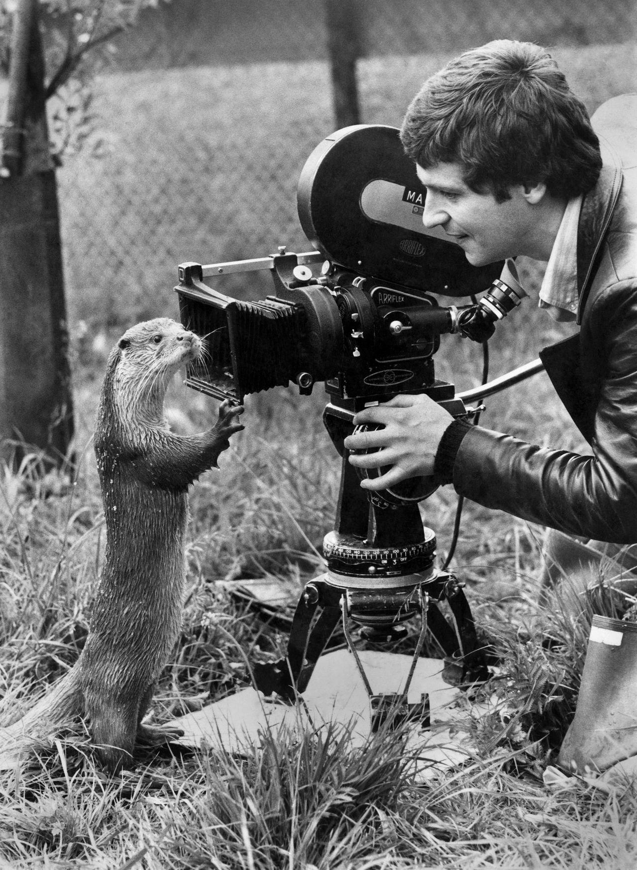 &#039;Cosy job, being a photographer,&#039; ran the piece accompanying this picture in the Daily Mirror in 1978. &#039;Unless, that is , you happen to be filming an otter called Spade. Daily Mirror cameraman Alisdair Macdonald met up with Spade at Earsham, Suffolk, where the movie &#039;Tarka The Otter&#039; is being shot. The two year old otter, who co-stars as Tarka with baby otter Tarquina, welcomed Alisdair with a friendly peck. But then he hogged Alisdair&#039;s camera. And suddenly it was more a close encounter of the Jaws kind. Alisdair said ruefully; &quot;I gently tried to push his body off the lens. He spun round with incredible speed, sinking his teeth into my hand.