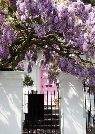 wisteria over a house entrance