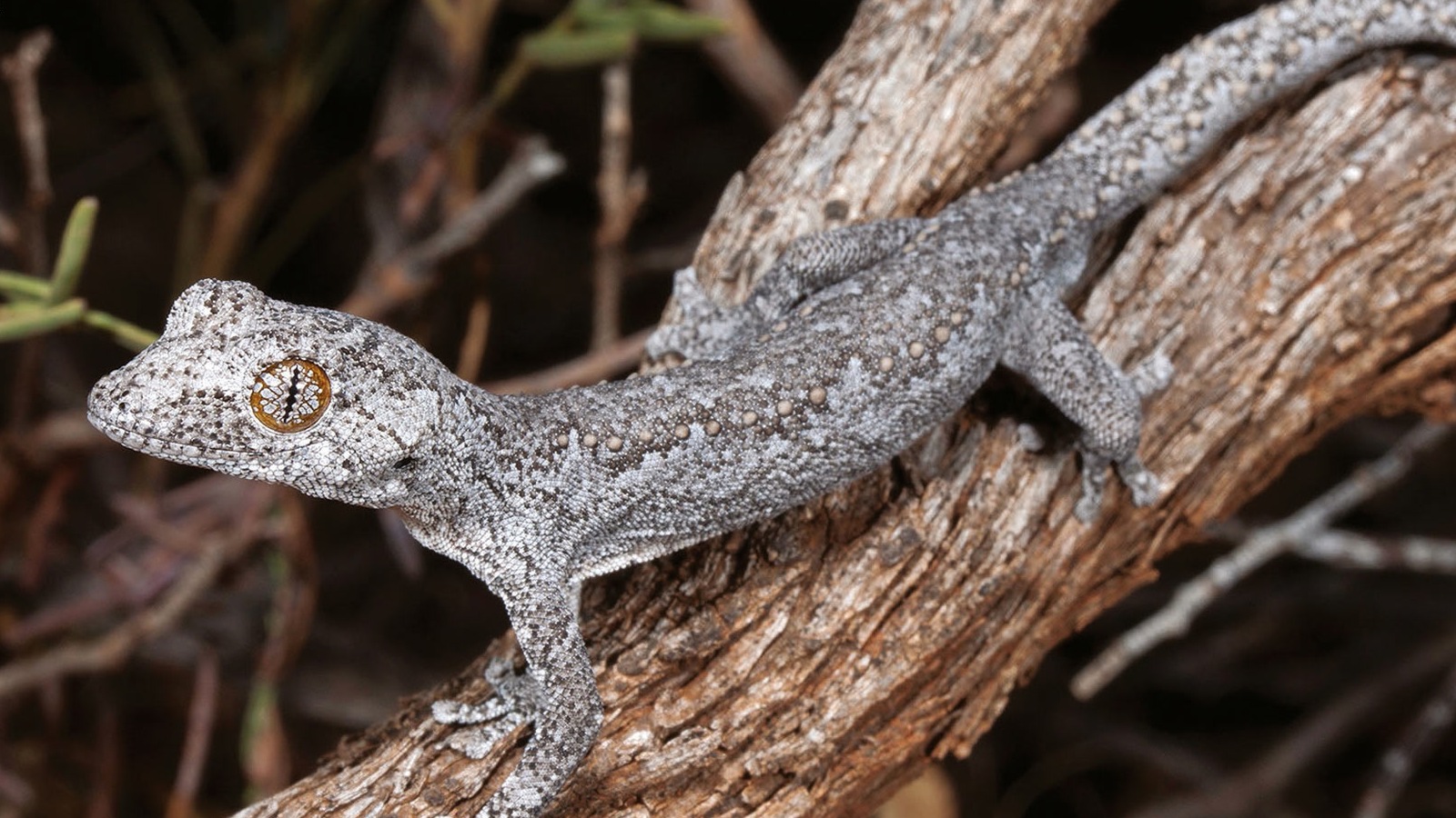 A whole body shot of the gecko sitting on a tree branch.