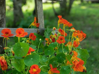 Blooming Nasturtium Plant