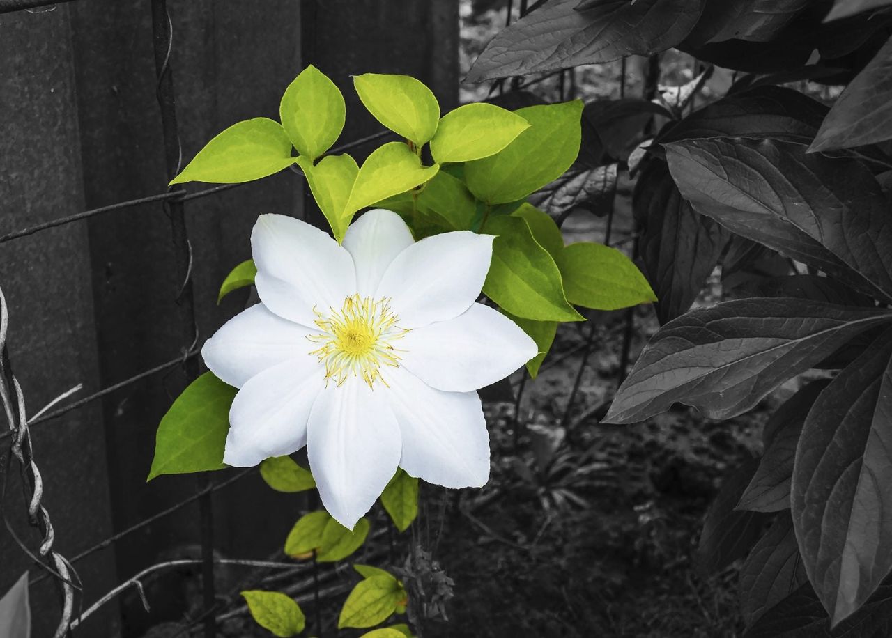 Single Clematis Flower